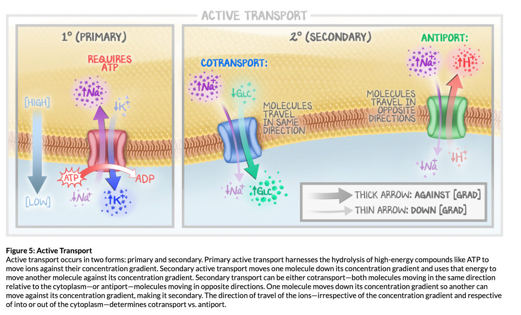 Preclinical Notes Enhanced Images Preclinical Notes Enhanced Images